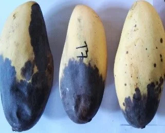 Stem End Rot
